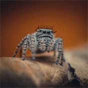 Laowa 85mm f/5.6 2X Ultra Macro APO L Mount objektív